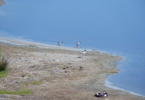 Vogelkundliche Radtour – Einblicke in die Vogelwelt von Föhr