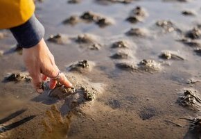 Wattwandern zwischen Amrum und Föhr mit der WATTfriesin – echt & friesisch!