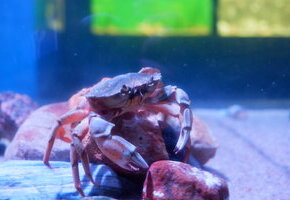 FÄLLT LEIDER AUS!!!
Fütterung der Aquarientiere im Nationalpark-Haus