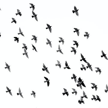 mehdi-sepehri-cX0Yxw38cx8-unsplash Vögel