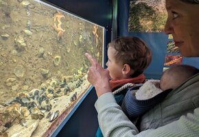 FÄLLT LEIDER AUS!!!
Fütterung der Aquarientiere im Nationalpark-Haus