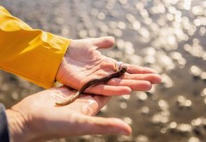 Wattwandern zwischen Amrum und Föhr mit der WATTfriesin – echt & friesisch!