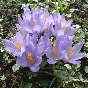 Crocus-napolitanus