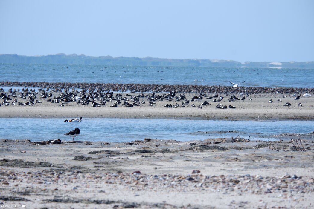 Vogelkiek an der Godel – Blick in die Vogelwelt am Strand und im Watt