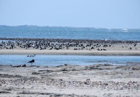 Vogelkiek an der Godel – Blick in die Vogelwelt am Strand und im Watt