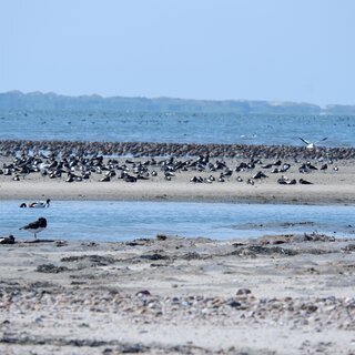 Vogelkiek an der Godel – Blick in die Vogelwelt am Strand und im Watt