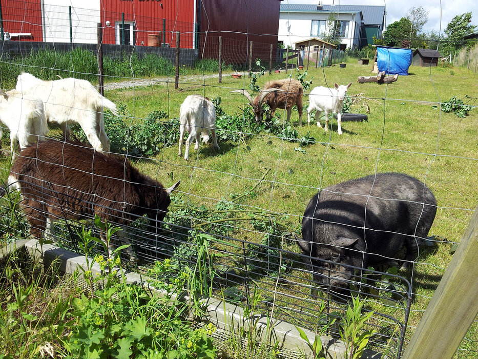 James und seine Freunde laden ein! Tiere erleben!