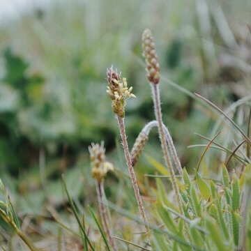 Natur- und Kräuterführung auf Föhr