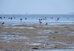 Vogelkiek an der Godel – Blick in die Vogelwelt am Strand und im Watt