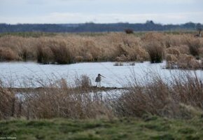 Vogelkundliche Radtour – Einblicke in die Vogelwelt von Föhr