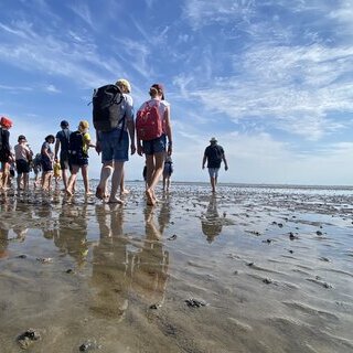 Naturkundliche Wattwanderung im Nieblumer Watt