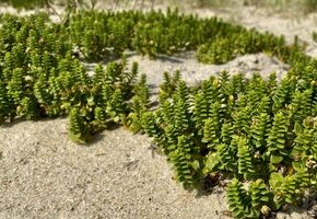 Natur- und Kräuterführung auf Föhr