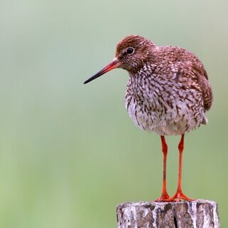 Vogelkundliche Führung am Steenodder Kliff