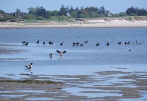 Vogelkiek an der Godel – Blick in die Vogelwelt am Strand und im Watt