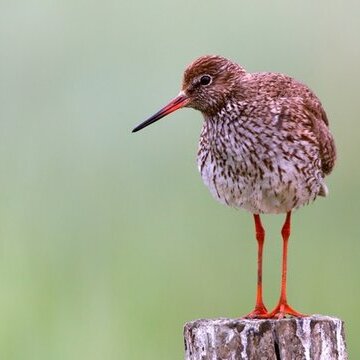 Führung: Die Vogelwelt Amrums