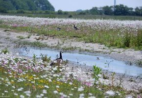 Vogelkundliche Radtour – Einblicke in die Vogelwelt von Föhr