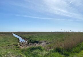 Natur- und Kräuterführung auf Föhr