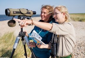 Vogelkiek an der Godel – Blick in die Vogelwelt am Strand und im Watt