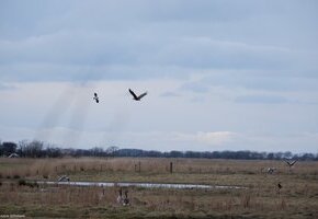 Vogelkundliche Radtour – Einblicke in die Vogelwelt von Föhr