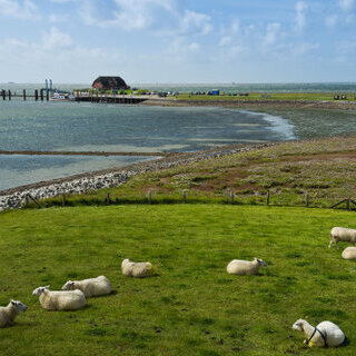 ​Tagesausflug Hallig Langeneß