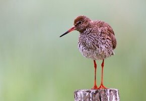 Führung: Die Vogelwelt Amrums