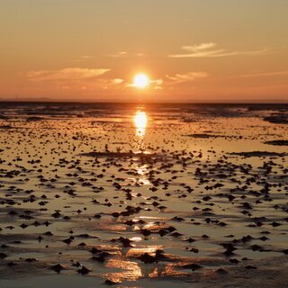 Naturkundliche Wattwanderung zum Sonnenuntergang im Nieblumer Watt