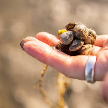 Wattwandern zwischen Amrum und Föhr mit der WATTfriesin – echt & friesisch!