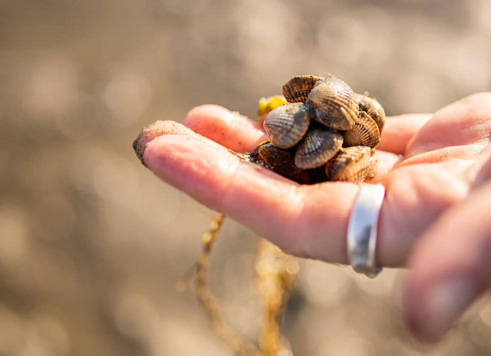 Wattwandern zwischen Amrum und Föhr mit der WATTfriesin – echt & friesisch!