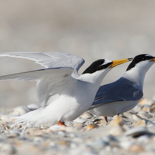 "Vögel des Nationalparks Wattenmeer"